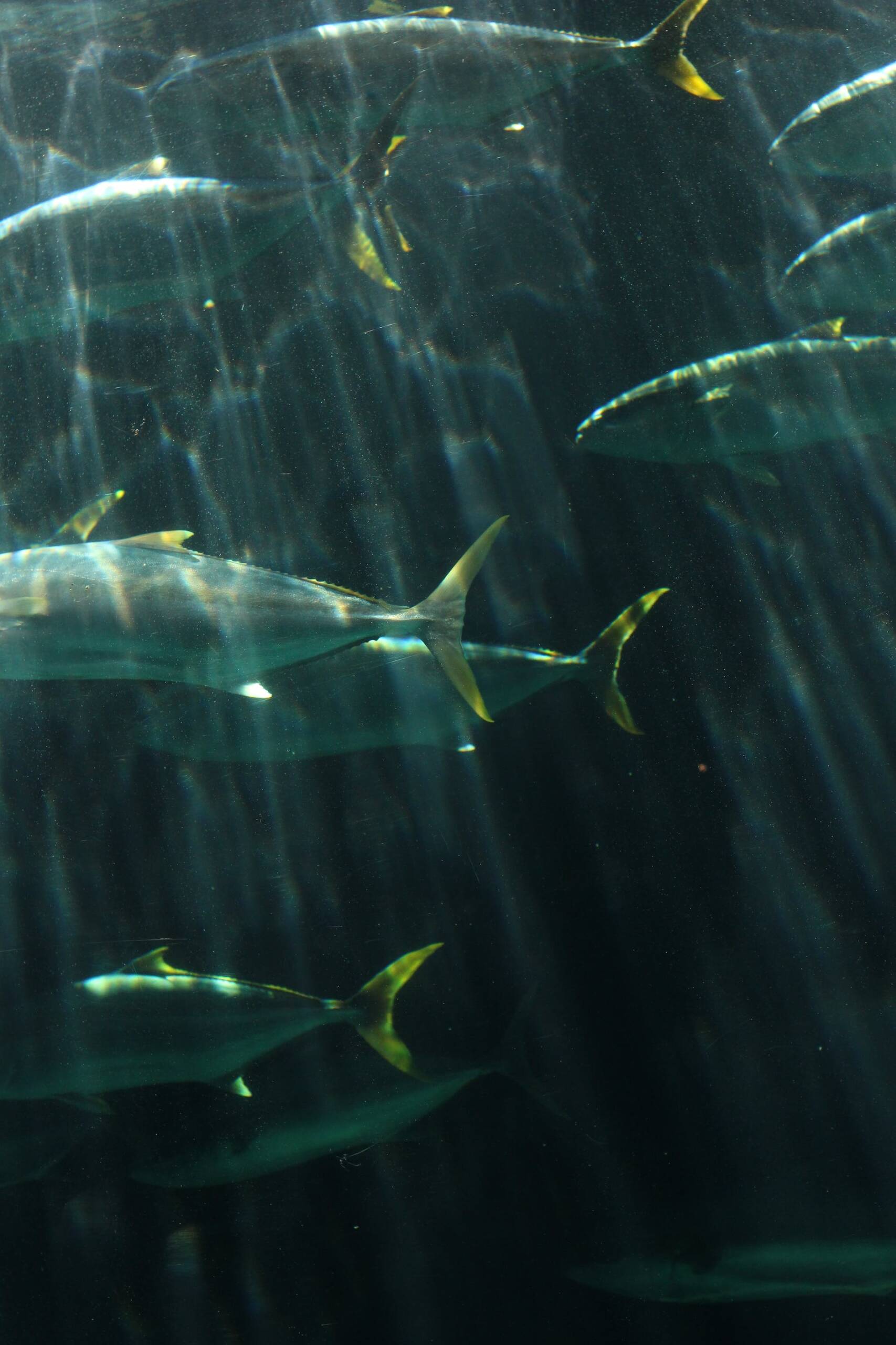 Group of Tuna fish at sea